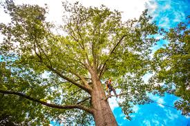 How Our Tree Care Process Works  in  Redmond, OR