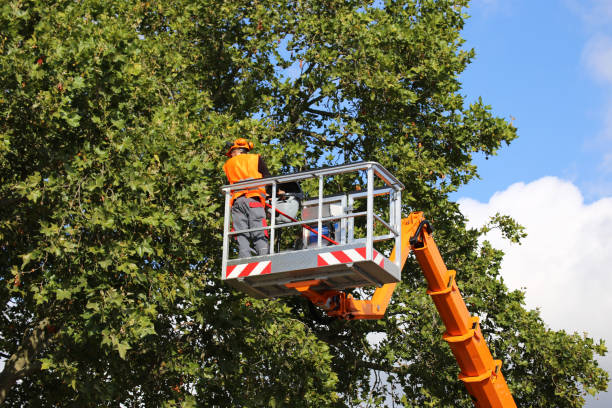 Best Tree Maintenance Programs  in Redmond, OR