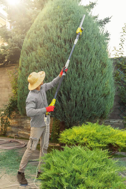 Trusted Redmond, OR Tree Care Services Experts